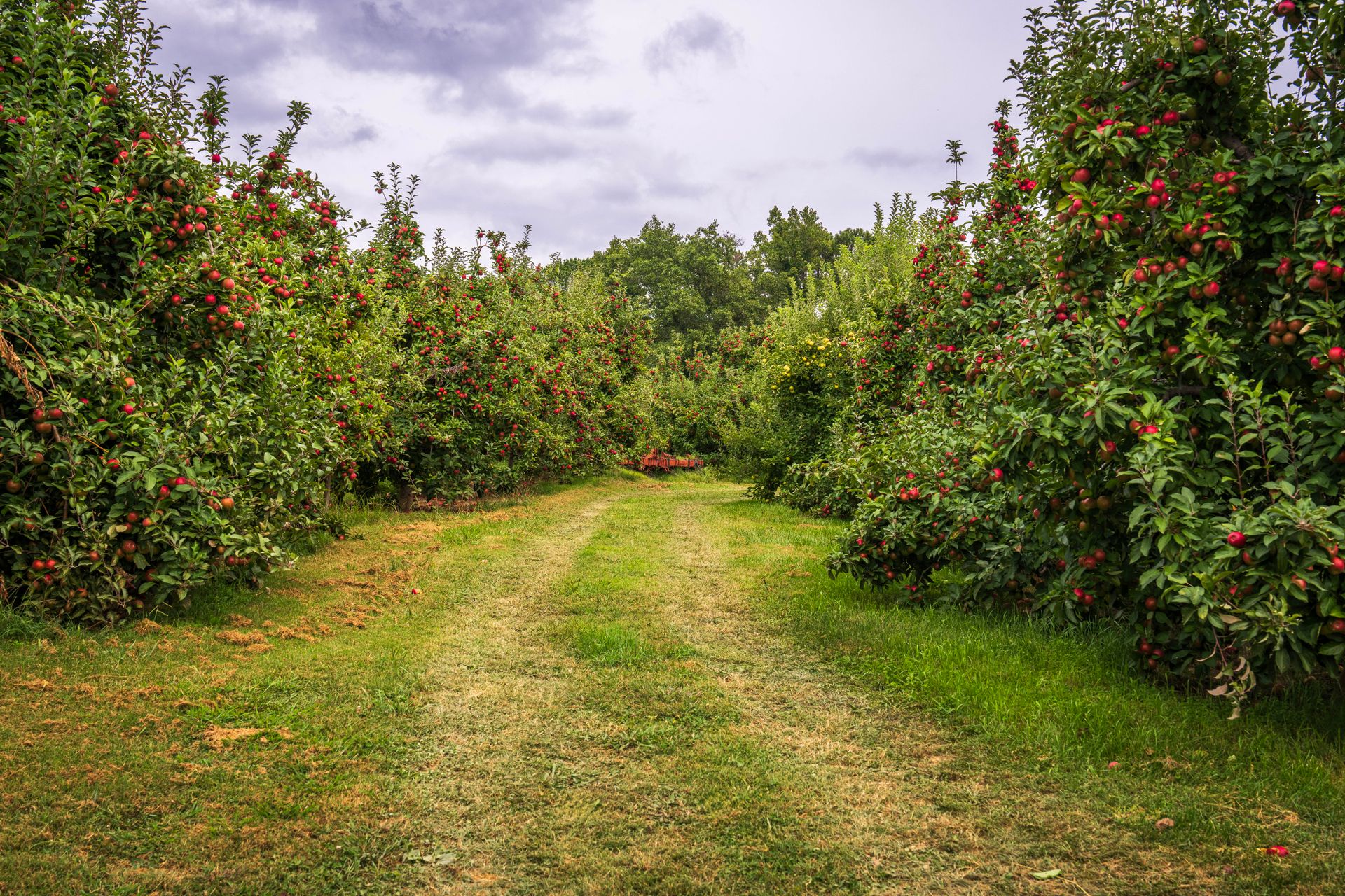 Apple orchard with red apples on trees along a grassy path